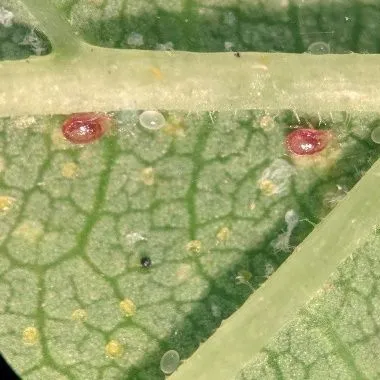 thumbnail for publication: Managing Spider Mites in Florida Hops